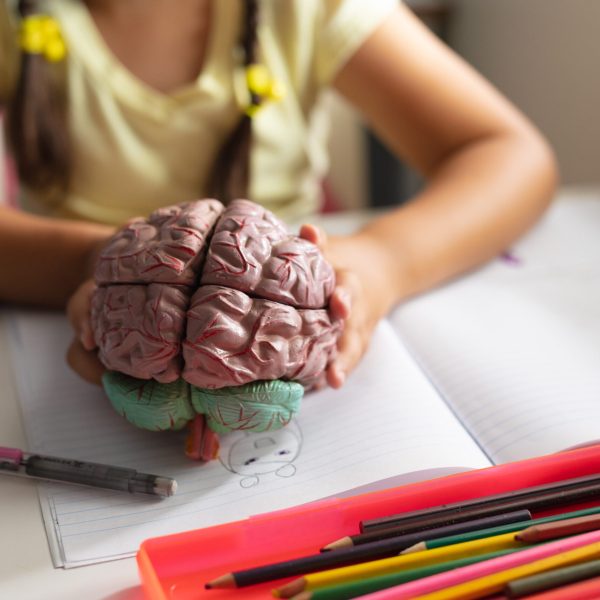 Midsection of caucasian elementary schoolgirl holding brain model while sitting at desk. unaltered, education, childhood, learning, studying, science, stem and school concept.